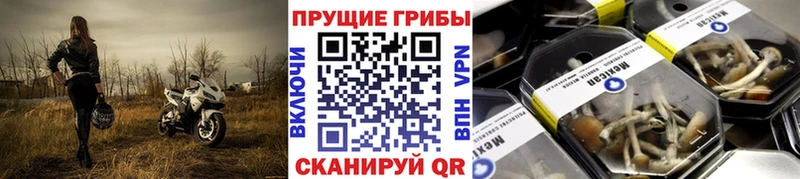 купить закладку  Россошь  KRAKEN ТОР  Галлюциногенные грибы мицелий 